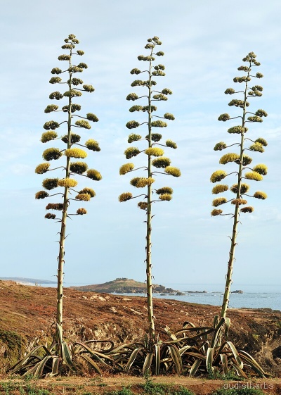 Agave americana flower7.jpeg